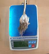 마늘 시료 물성 측정(1)