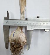 마늘 시료 물성 측정(2)