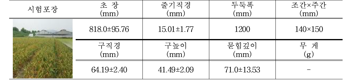 공주 포장시험 공시작물 물성 및 재배양식(품종 : 대서)