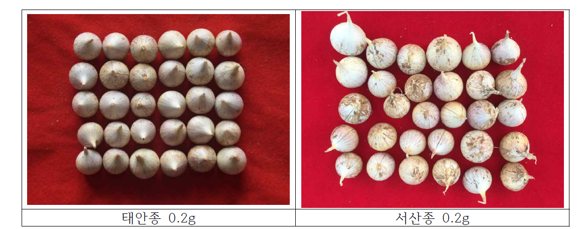 생장점 배양 소구(0.2g) 순화재배 후 종구 수확