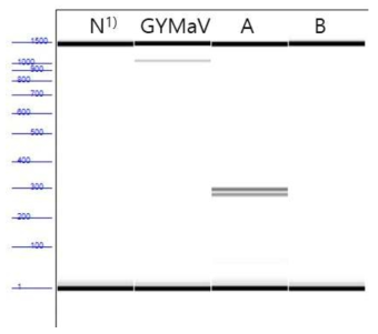 GYMaV 감염 시료 접종 유묘의 바이러스 진단 1) N, none template; A, OYDV, LYSV, GCLV multi plex PCR primer; B, Allexivirus primer