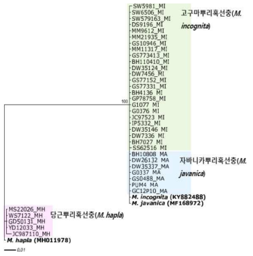 뿌리혹선충 ITS region의 분자생물학적 계통 분석 결과