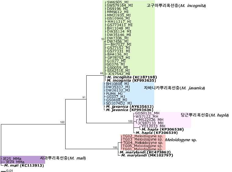 뿌리혹선충 mtCOII의 분자생물학적 계통 분석 결과