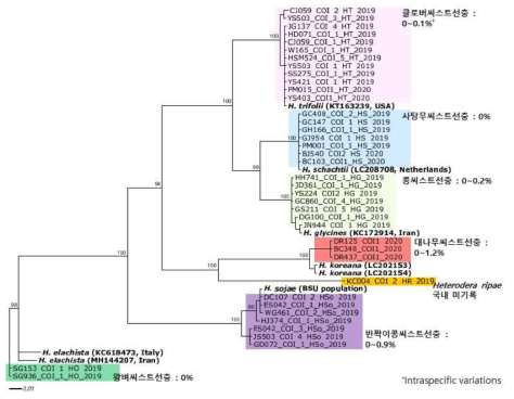 씨스트선충 mtCOI의 분자생물학적 계통 분석 결과