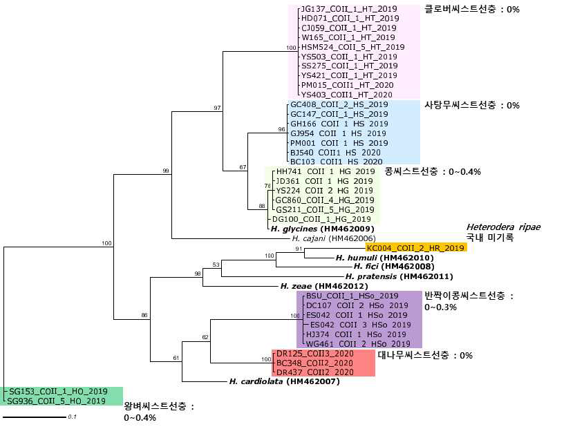 씨스트선충 mtCOII의 분자생물학적 계통 분석 결과