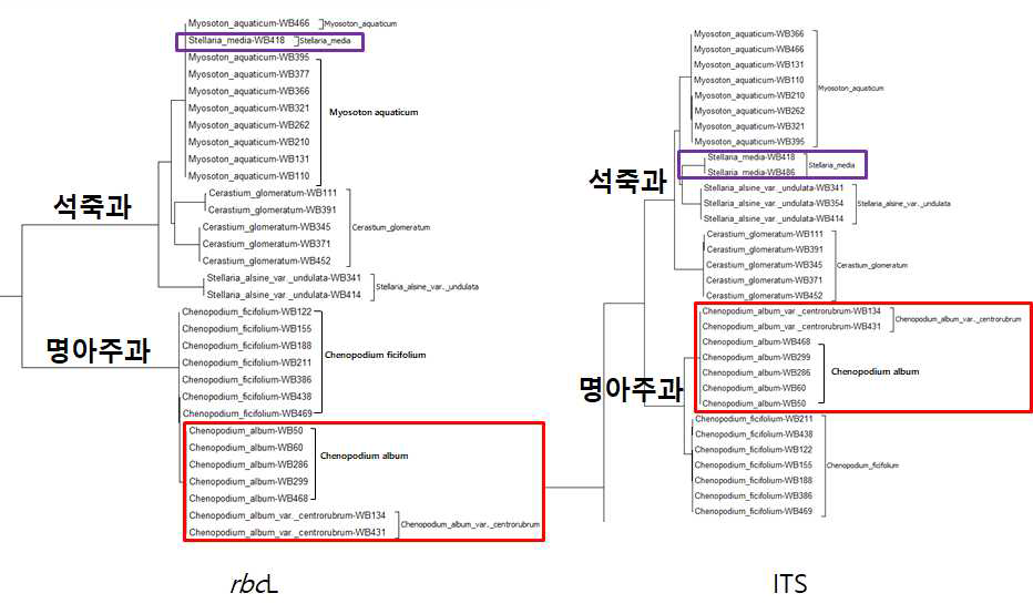 석죽과 및 명아주과 잡초 7종에 대하여 바코드 유전자 rbcL 및 ITS 염기서열을 토대로 분석한 neighbor-joning tree