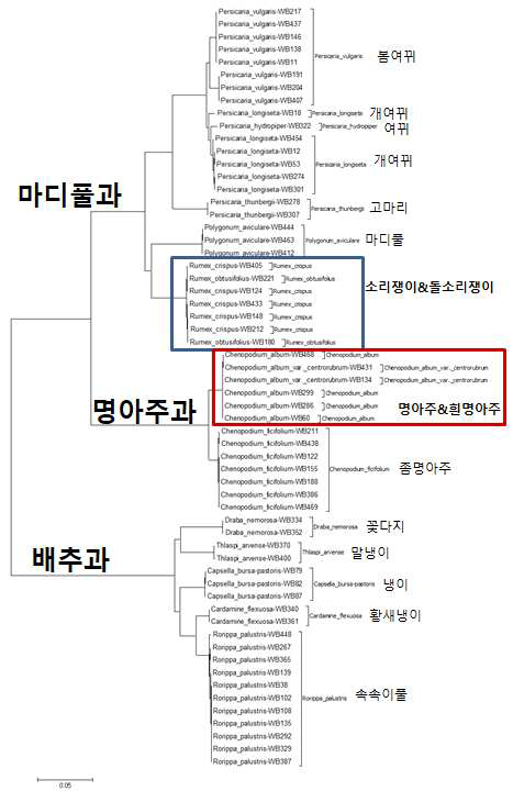 마디풀과, 명아주과, 배추과(십자화과) 잡초 15종에 대하여 바코드 유전자 rbcL, matK, ITS 염기서열 조합을 토대로 분석한 neighbor-joning tree