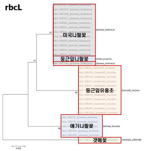 rbcL의 염기서열을 이용한 메꽃과 잡초의 Neighbor-joining tree