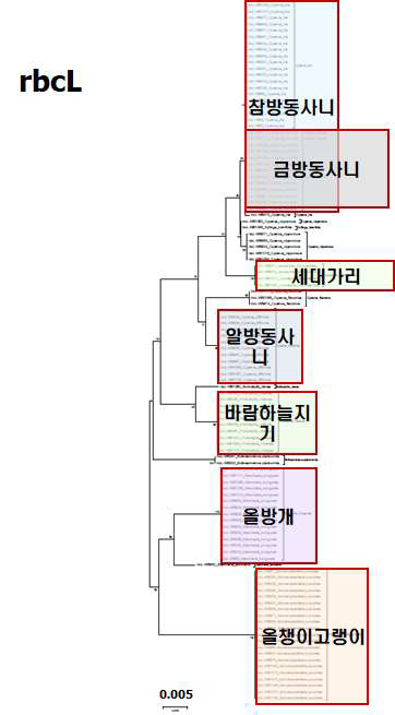 rbcL의 염기서열을 이용한 사초과 잡초의 Neighbor-joining tree