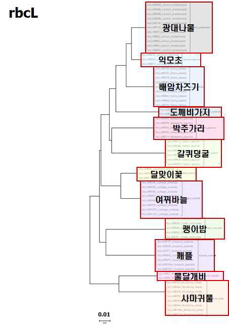 rbcL의 염기서열을 이용한 기타 잡초의 Neighbor-joining tree