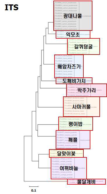 ITS의 염기서열을 이용한 기타 잡초의 Neighbor-joining tree