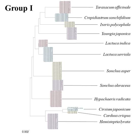 Group I에 속한 국화과 잡초 12종의 Neighbor-joining tree. 위부터 차례로 서양민들레(Taraxacum officinale), 고들빼기(Crepidiastrum sonchifolium), 벌씀바귀(Ixeris polycephala), 뽀리뱅이(Youngia japonica), 왕고들빼기(Lactuca indica), 가시상추(Lactuca serriola), 큰방가지똥(Sonchus asper ), 방가지똥(Sonchus oleraceus), 서양금혼초(Hypochaeris radicata), 엉겅퀴(Cirsium japonicum), 지느러미엉겅퀴(Carduus crispus), 지칭개(Hemisteptia radicata)