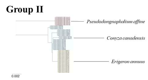 Group II에 속한 국화과 잡초 3종의 Neighbor-joining tree. 떡쑥(Pseudodognaphalium affine), 망초(Conyza canadensis), 개망초(Erigeron annuus)