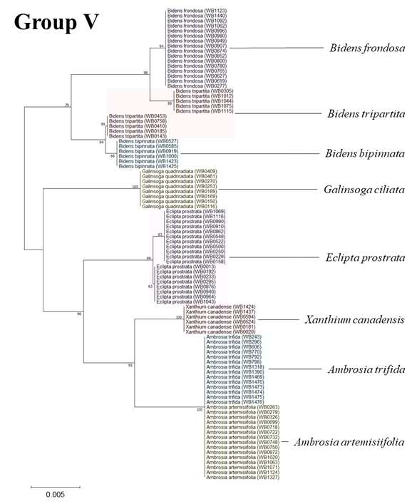 Group V에 속한 국화과 잡초 8종의 Neighbor-joining tree. 미국가막사리(Bidens frondosa), 가막사리(Bidens tripartita), 도깨비바늘(Bidens bipinnata), 털별꽃아재비 (Galingsoga ciliata), 한련초(Eclipta prostrata), 큰도꼬마리(Xanthium canadensis), 단풍잎돼지풀(Ambrosia trifida), 돼지풀(Ambrosia artemisiifolia)