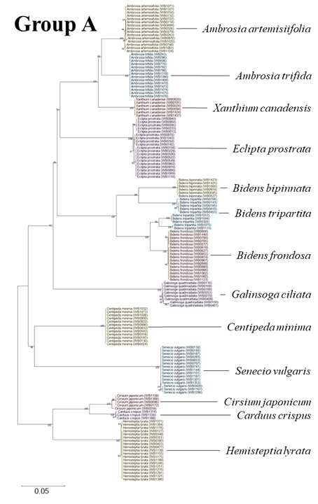 Group A에 속한 국화과 잡초 13종의 Neighbor-joining tree. 돼지풀(Ambrosia artemisiifolia), 단풍잎돼지풀(Ambrosia trifida), 큰도꼬마리(Xanthium canadensis), 도깨비바늘 (Bidens bipinnata), 가막사리(Bidens tripartita), 미국가막사리(Bidens frondosa), 털별꽃아재비 (Galingsoga ciliata), 중대가리풀(Cenripeda minima), 개쑥갓(Senecio vulgaris), 엉겅퀴 (Cirsium japonicum), 지느러미엉겅퀴(Carduus crispus), 지칭개(Hemisteptia radicata)