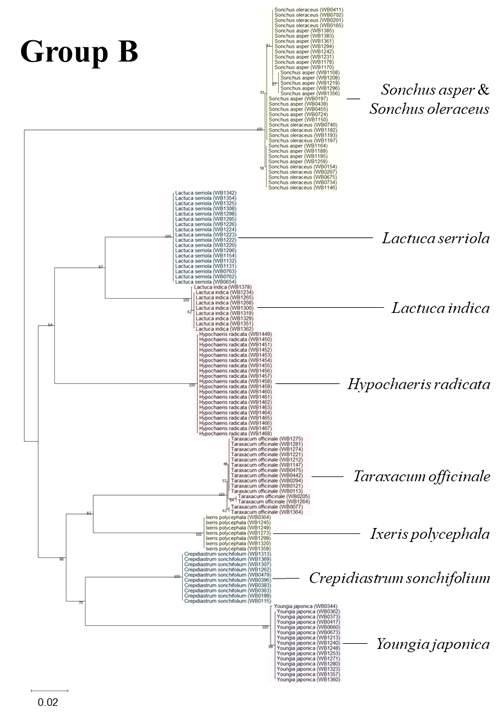 Group B에 속한 국화과 잡초 9종의 Neighbor-joining tree. 큰방가지똥(Sonchus asper ), 방가지똥(Sonchus oleraceus), 가시상추(Lactuca serriola), 왕고들빼기(Lactuca indica), 서양금혼초(Hypochaeris radicata), 서양민들레(Taraxacum officinale), 벌씀바귀(Ixeris polycephala), 고들빼기(Crepidiastrum sonchifolium), 뽀리뱅이(Youngia japonica)