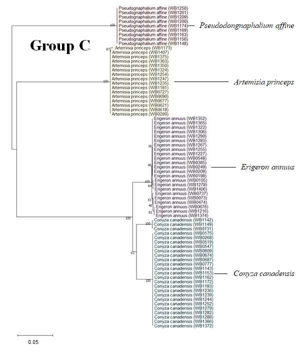 Group C에 속한 국화과 잡초 4종의 Neighbor-joining tree. 떡쑥(Pseudodognaphalium affine), 쑥(Artemisia princeps), 개망초(Erigeron annuus), 망초(Conyza canadensis)