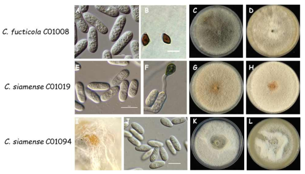 Colletotrichum gloeosporioides 종복합체에 속한 분리균주의 균학적 특성. C. fructicola C01008 (A-D), C. siamense C01019 (E-H), C. siamense C01094 (I-L). A, E, and J: conidia; B and F: appressoria; I: acervuli; C, G and K: colony on PDA; D, H and L: colony on OA