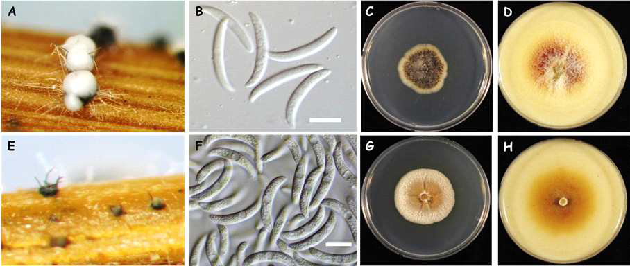 Colletotrichum truncatum 종복합체에 속한 분리균주의 균학적 특성. C. truncatum C01029 (A-D), C01083 (E-H). A and E: acervuli; B and F: conidia; C and G: colony on PDA; D and H: colony on OA