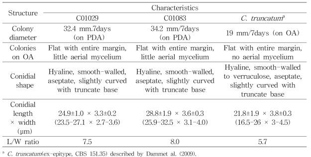 Colletotrichum truncatum species complex에 속하는 고추탄저병균의 균학적 특성