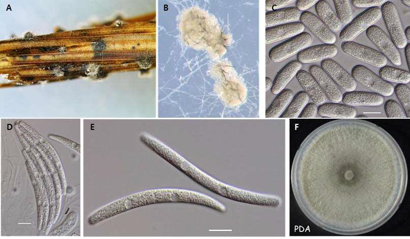 Colletotrichum gigasporum 종복합체에 속한 C01111 균주의 균학적 특성. A and B: perithecia and acervuli on SNA; C: conidia; D and E: asci and ascospores; F: colony on PDA