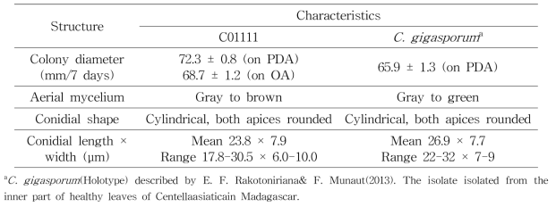 Colletotrichum gigasporum species complex에 속하는 고추탄저병균의 균학적 특성