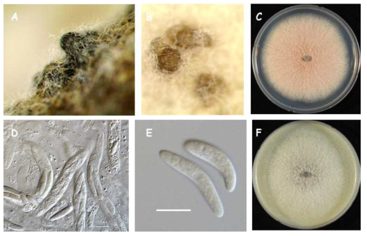 완전세대(자낭포자)를 형성하는 특성을 가진 C. sojae C01197 균주의 균학적 특성. A and B: perithecia. D and E: asci and ascospores; F: colony on PDA
