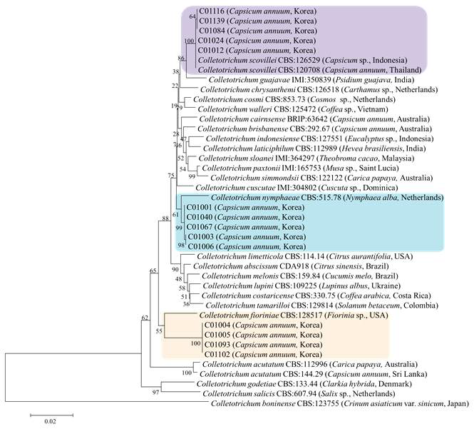 C. acutatum 종 복합체에 속하는 고추 분리균의 ITS, TUB2, ACT, GAPDH, CHS-1 유전자염기서열 분석에 의한 계통도