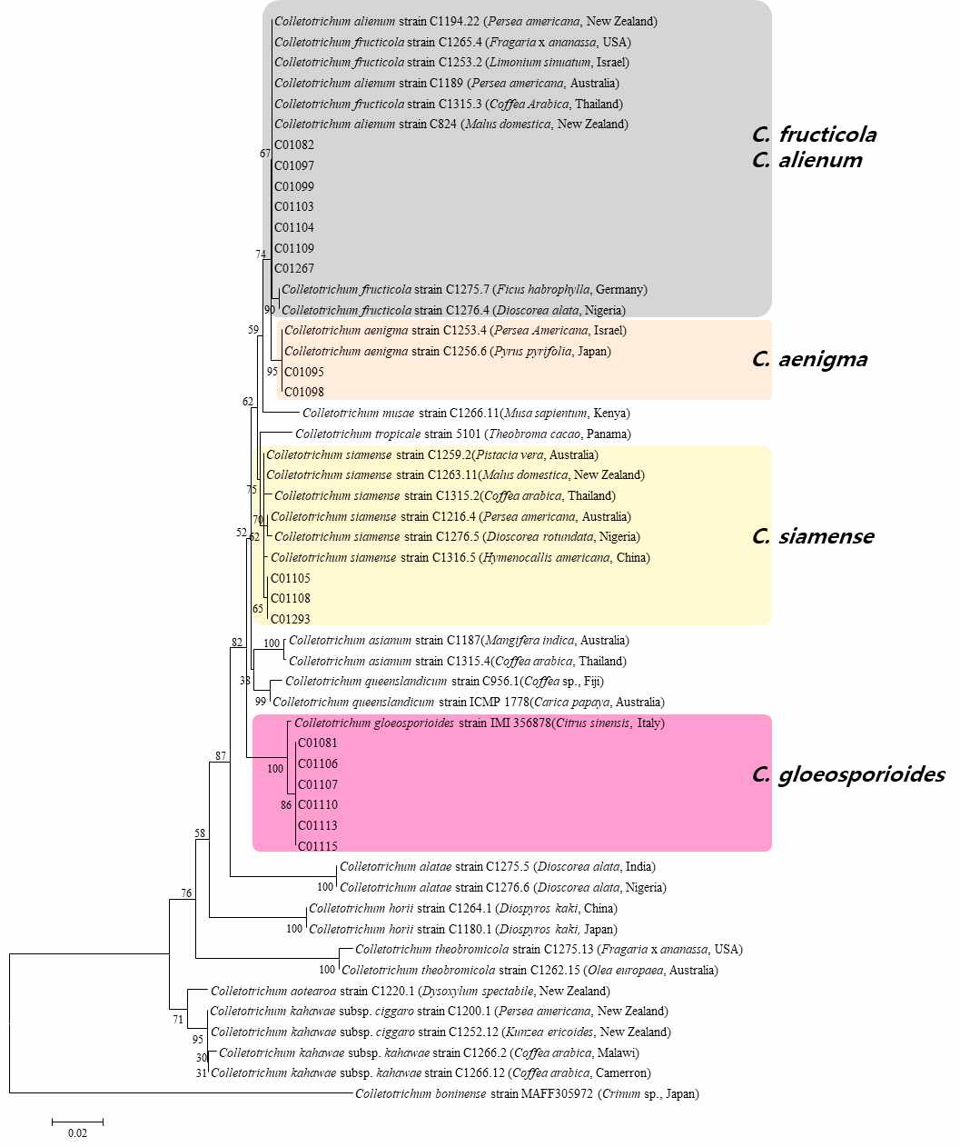C. gloeosporioides 종 복합체에 속하는 고추 분리균의 TUB2유전자 염기서열 분석에 의한 계통도