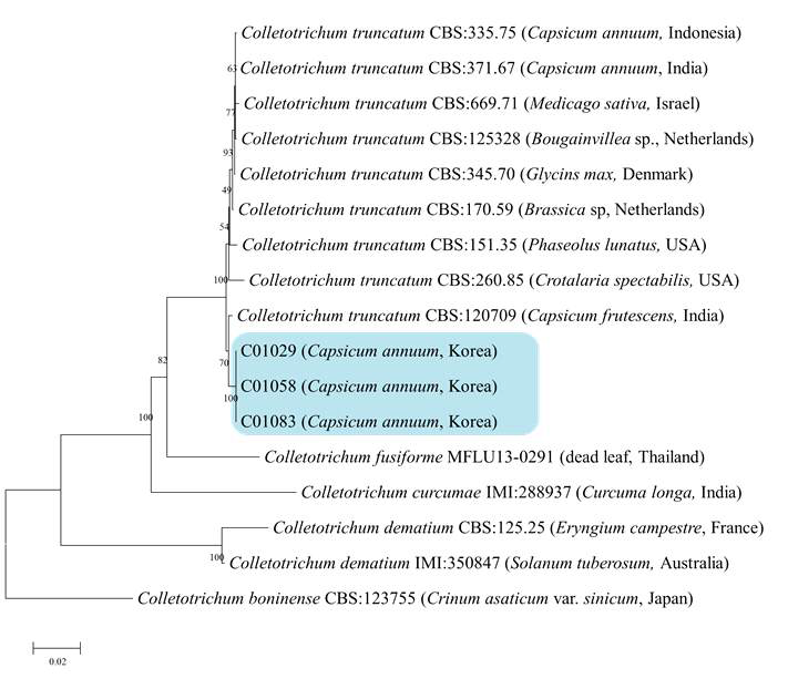 C. truncatum종 복합체에 속하는 고추 분리균의 ITS, TUB2, ACT, GAPDH, CHS-1 유전자염기서열 분석에 의한 계통도