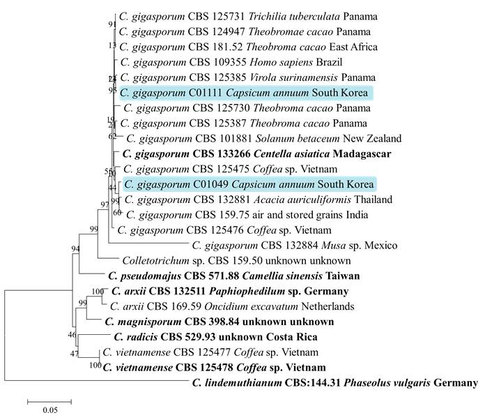 C. gigasporum 종 복합체에 속하는 고추 분리균의 ITS, TUB2, ACT, GAPDH, CHS-1 유전자염기서열 분석에 의한 계통도