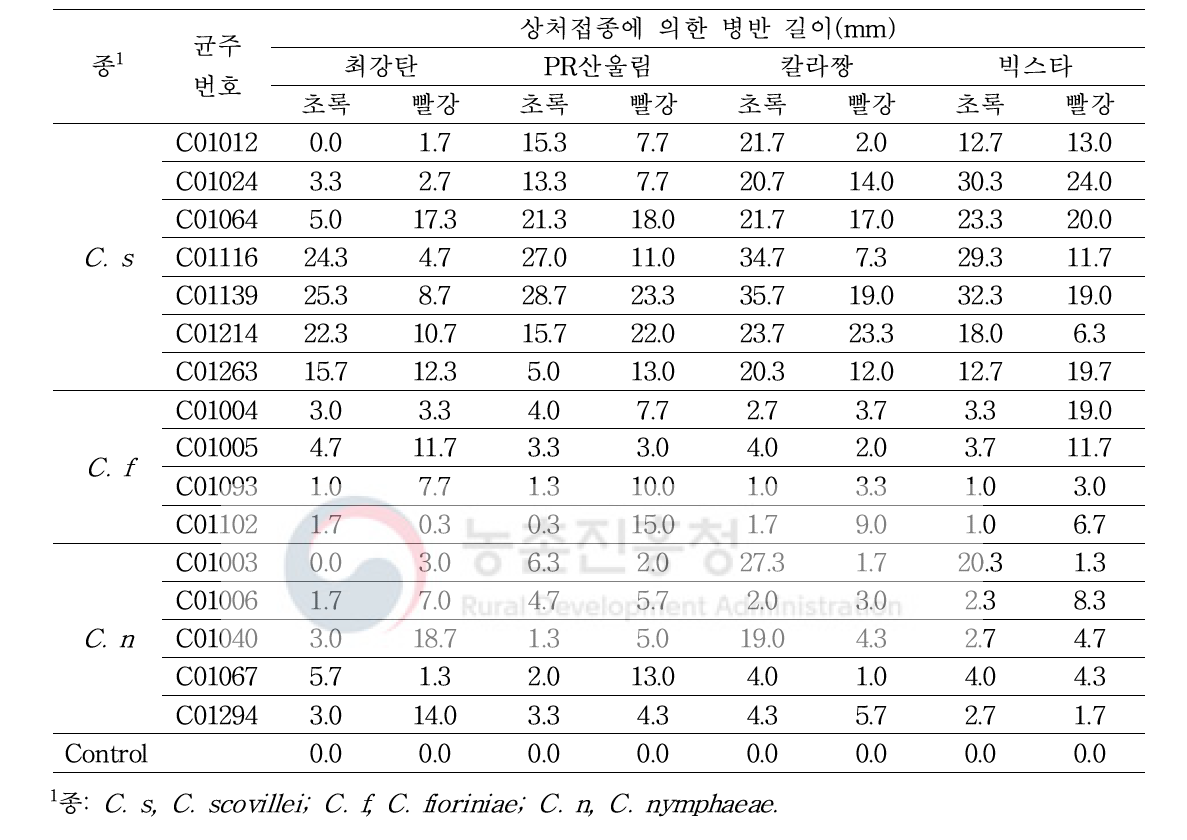 Colletotrichum acutatum 종 복합체에 속하는 고추 분리균의 침접종에 의한 병원성