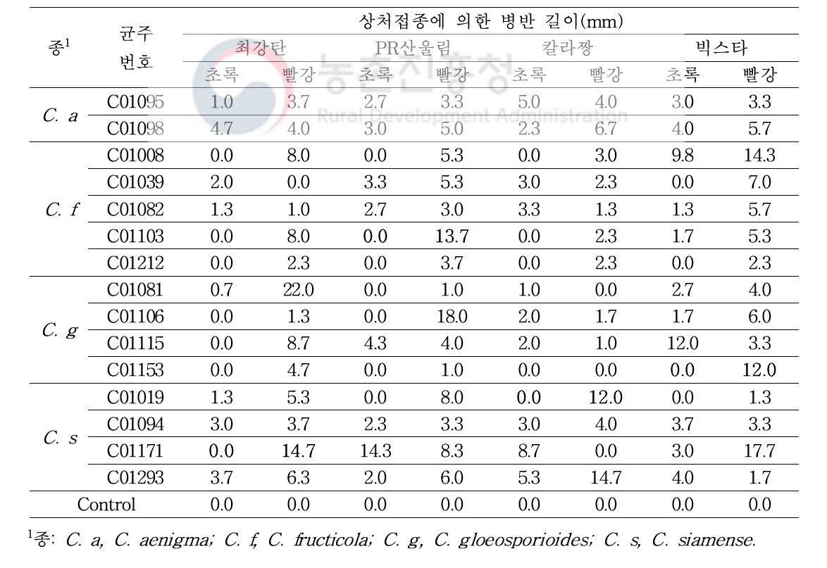 C. gloeosporioides 종 복합체에 속하는 고추 분리균의 침접종에 의한 병원성