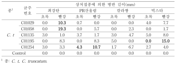 고추에서 분리한 C. truncatum의 침접종에 의한 병원성