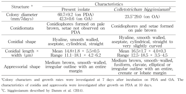 무에서 분리한 Colletotrichum higginsianum의 균학적 특성 비교