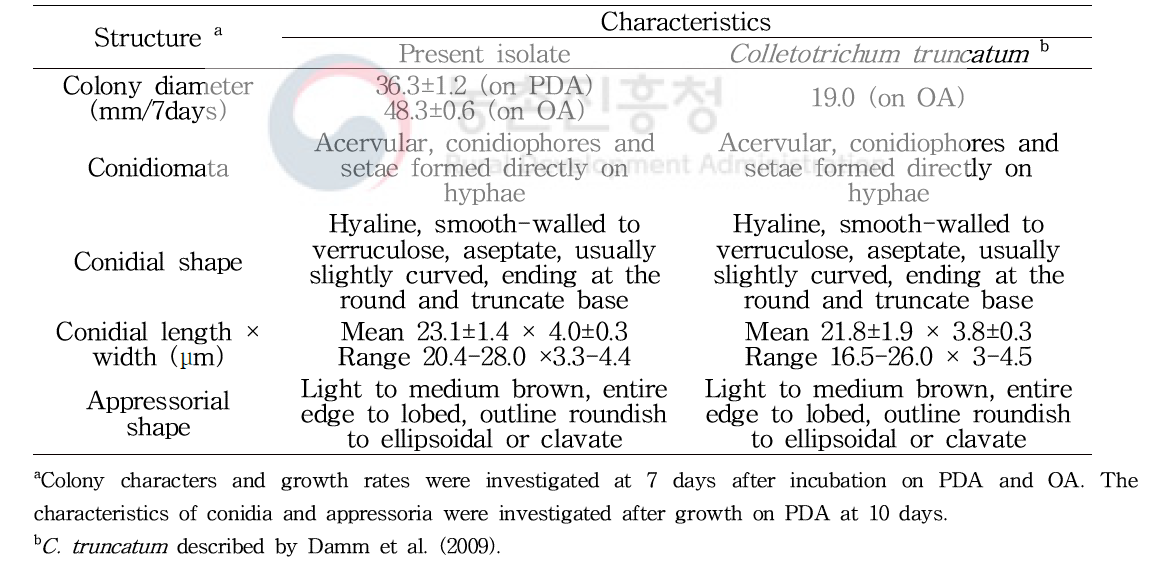 무에서 분리한 Colletotrichum higginsianum의 균학적 특성 비교