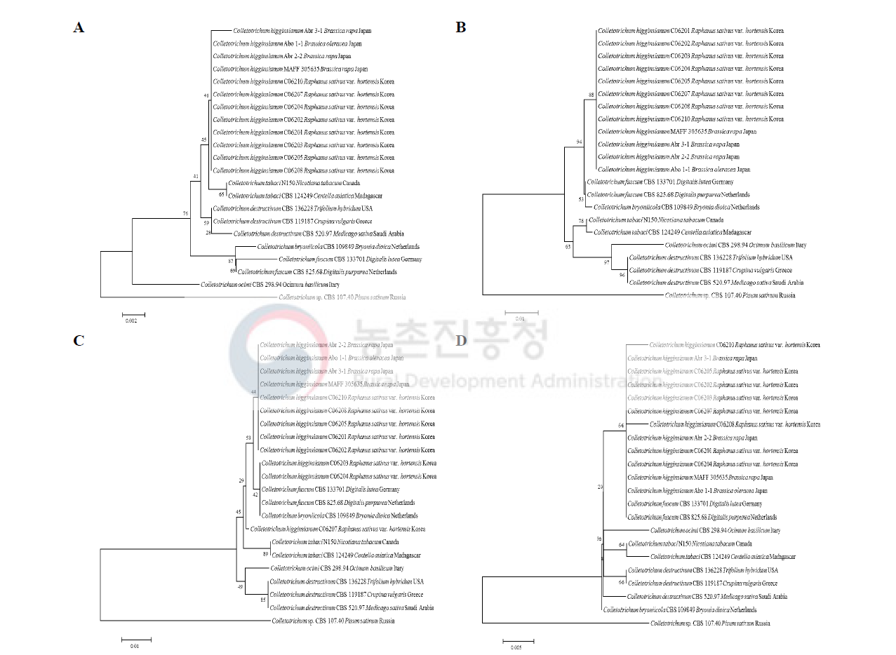 무에서 분리한 Colletotrichum higginsianum과 관련 종의 계통수. Phylogenetic tree based on the internal transcribed spacers and intervening 5.8S nrDNA (A), partial beta-tubulin (B), partial actin (C), and partial chitin synthase-1 (D) genes sequence data for Colletotrichum higginsianum isolated from infected radish leaves and reference species (including C. destructivum species complex). Sequence data were obtained from the NCBI GenBank database. The tree was generated using neighbor joining analysis and Kimura 2-parameter model. Bar represents the number of nucleotide substitutions per site