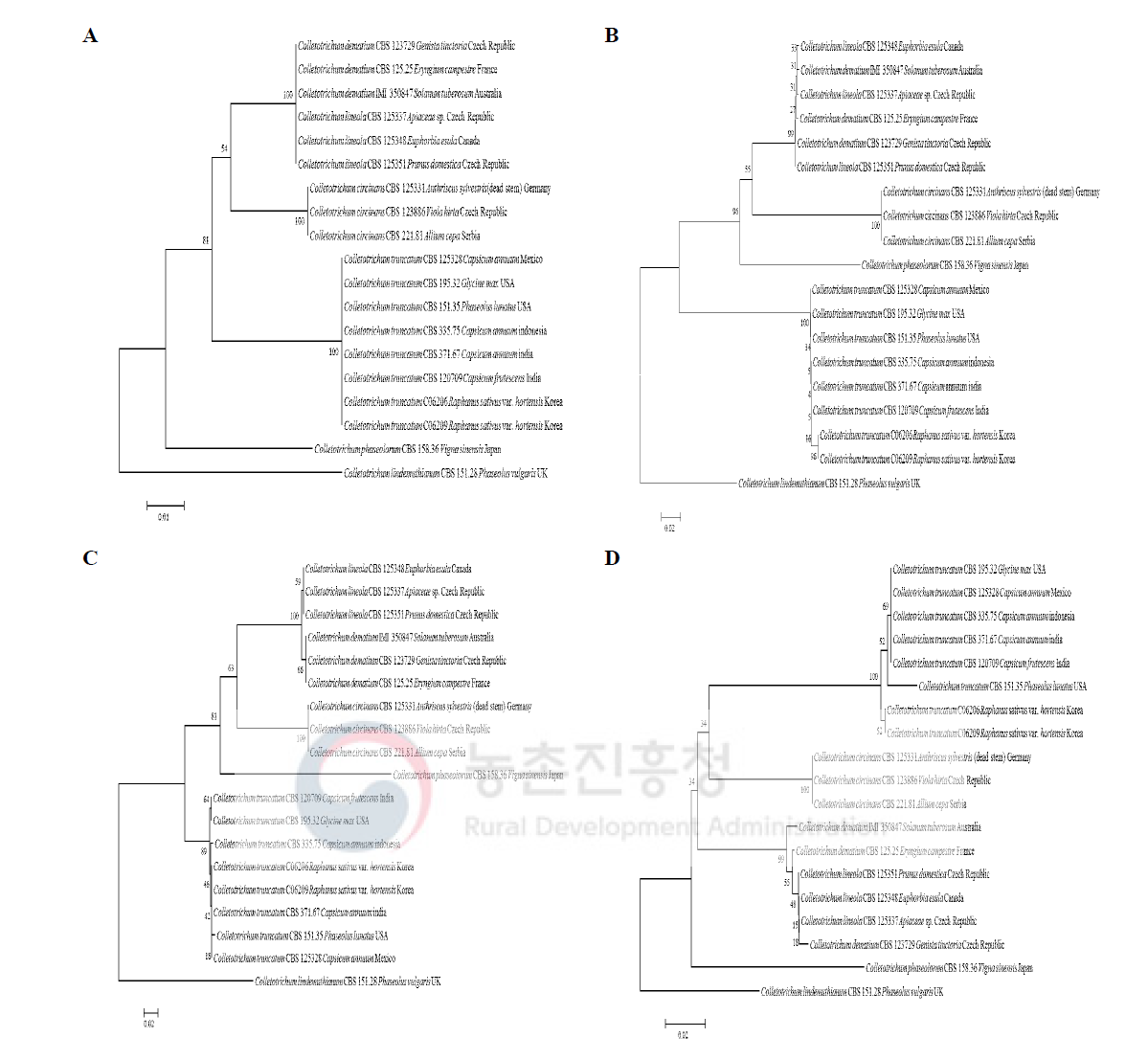 무에서 분리한 Colletotrichum truncatum과 관련 종의 계통수. Phylogenetic tree based on the internal transcribed spacers and intervening 5.8S nrDNA (A), partial beta-tubulin (B), partial actin (C), and partial chitin synthase-1 (D) genes sequence data for Colletotrichum higginsianum isolated from infected radish leaves and reference species (including curved Colletotrichum species). Sequence data were obtained from the NCBI GenBank database. The tree was generated using neighbor joining analysis and Kimura 2-parameter model. Bar represents the number of nucleotide substitutions per site