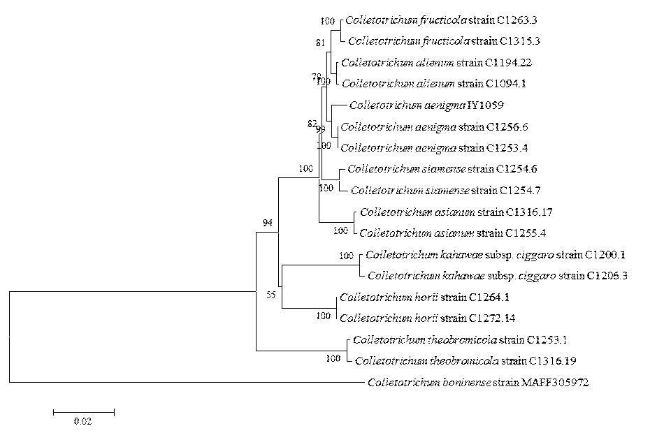 기린초에서 분리한 Colletotrichum aenigma와 관련 종의 계통수. Phylogenetic tree based on the internal transcribed spacers and intervening 5.8S nrDNA (ITS), partial beta-tubulin (TUB2), actin (ACT), chitin synthase-1 (CHS-1), glutamine synthetase (GS), glyceraldehyde-3-phosphate dehydrogenase (GAPDH), and calmodulin (CAL) genes sequence data for Colletotrichum aenigma isolated from infected orange stone crop leaves and reference species (including curved Colletotrichum gloeosporioides species complex). Sequence data were obtained from the NCBI GenBank database. The tree was generated using neighbor joining analysis and Kimura 2-parameter model. Bar represents the number of nucleotide substitutions per site