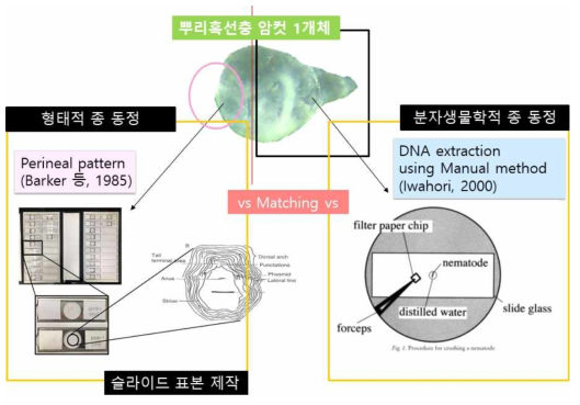 뿌리혹선충 Perineal pattern 제작 및 DNA 추출 모식도