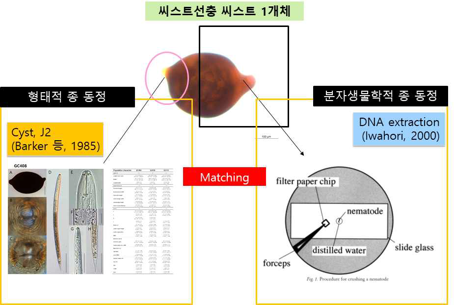 씨스트선충 Perineal area 제작 및 DNA 추출 모식도