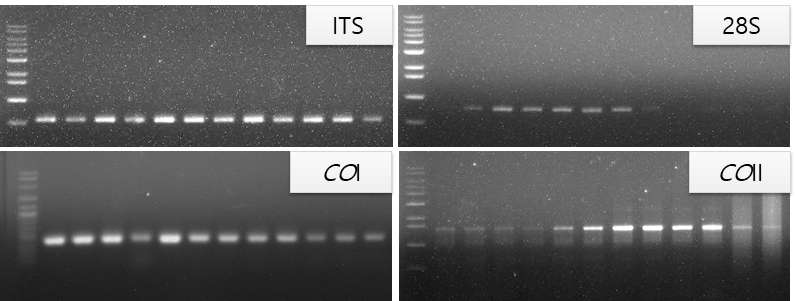 Gradient PCR for finding optimal PCR condition of DNA markers of Meloidogyne spp. M: 100 bpDNA ladder (Bioneer, Daejeon, Korea). 1-12 Lane : Gradient PCR from 45℃ to 60℃, 1: 45.0℃, 2: 45.4℃, 3: 46.3℃, 4: 47.5℃, 5: 49.2℃, 6: 51.4℃, 7: 53. 9℃, 8: 56.0℃, 9: 57.7℃, 10: 58.8℃, 11: 59.7℃, 12: 60.0℃
