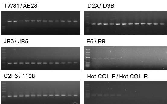 Gradient PCR for finding optimal PCR condition of barcode markers of Heterodera spp. M: 100 bpDNA ladder (Bioneer, Daejeon, Korea). 1-12 Lane : Gradient PCR from 45℃ to 60℃, 1: 45.0℃, 2: 45.4℃, 3: 46.3℃, 4: 47.5℃, 5: 49.2℃, 6: 51.4℃, 7: 53. 9℃, 8: 56.0℃, 9: 57.7℃, 10: 58.8℃, 11: 59.7℃, 12: 60.0℃