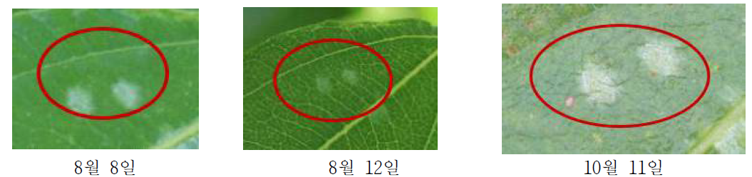 대추나무 잎에 형성된 흰가루병 유사 증상(노린재류 흡즙 피해로 추정됨)