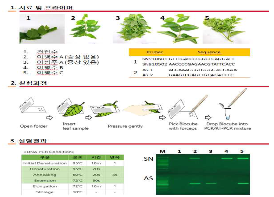 BiocubeTM를 활용한 대추나무 빗자루병 간편 신속 진단 실험 방법
