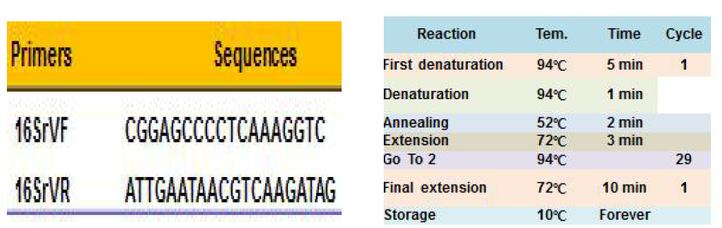 프라이머 조합 16SrVF/16SrVR의 염기 서열과 PCR증폭 조건