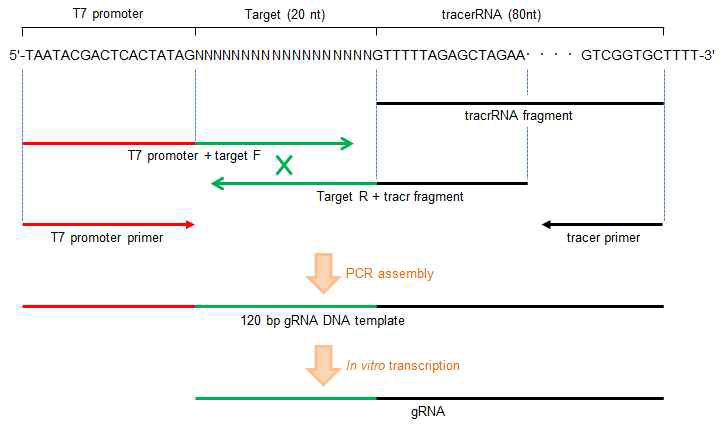 gRNA 합성과정