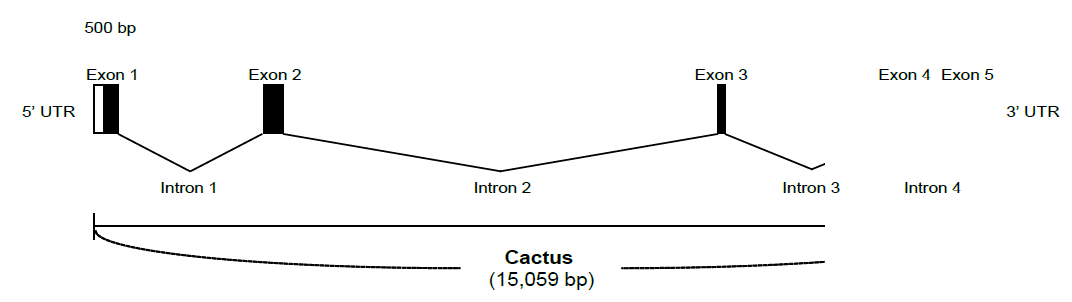 Bombyx mori Dazao 품종의 cactus 유전자 구조