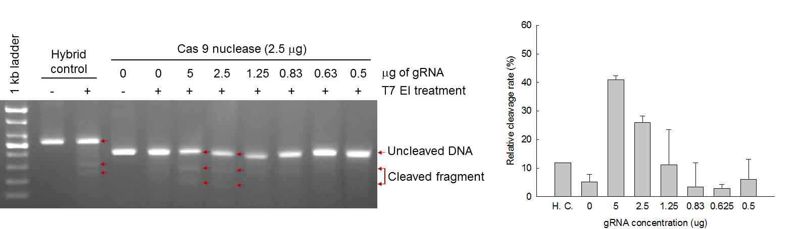 BM-N 세포에서 Cas9/F10 gRNA 조성비에 따른 돌연변이 유발효율