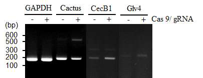 RT-PCR을 통한 mRNA발현 비교